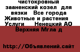 чистокровный зааненский козел  для вязки - Все города Животные и растения » Услуги   . Ненецкий АО,Верхняя Мгла д.